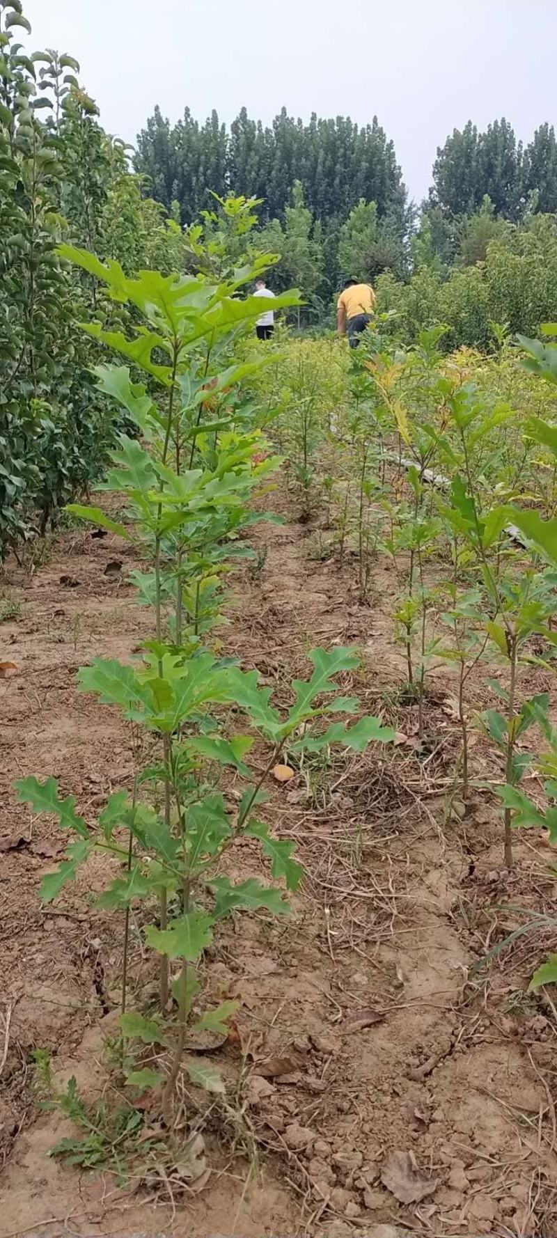 娜塔莉小苗红橡树壮苗