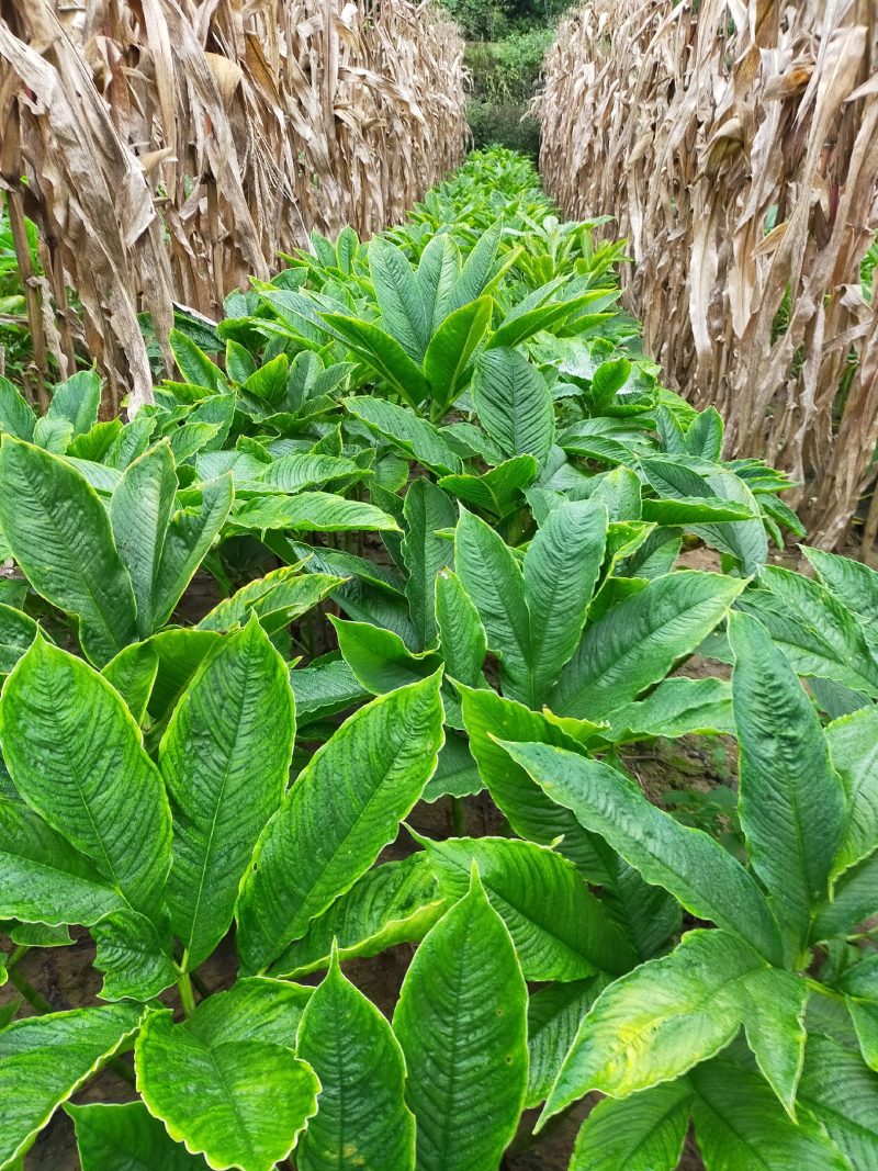 【推荐】印度珠芽白魔芋，品种纯，高抗软腐病根腐病，好种植