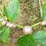 【推荐】印度珠芽白魔芋，品种纯，高抗软腐病根腐病，好种植
