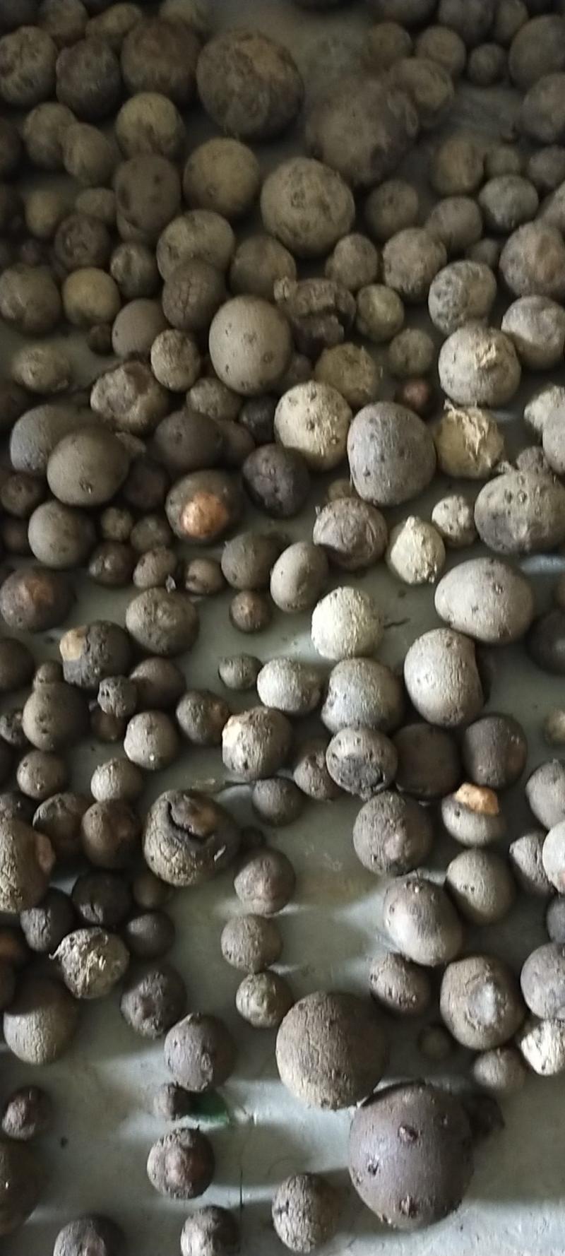 【推荐】印度珠芽白魔芋，品种纯，高抗软腐病根腐病，好种植