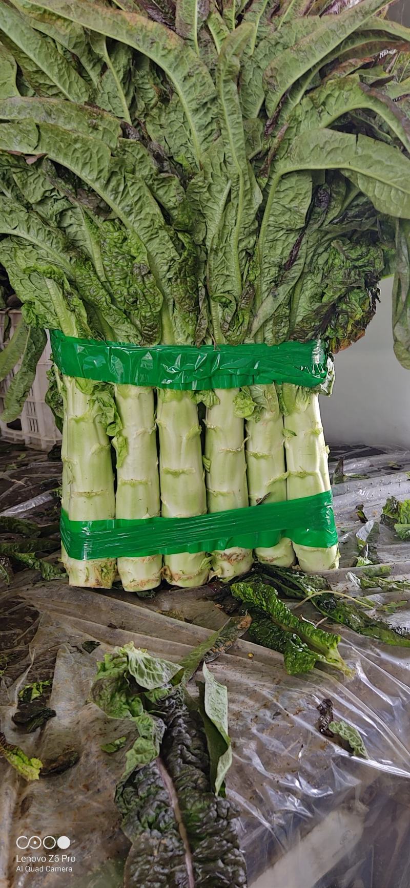 【海量货源】山东沂南精品莴笋红叶香莴苣大量上市欢迎采购
