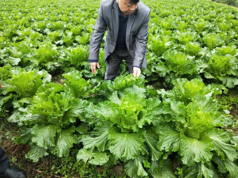 好白菜大量上市，量大品质好。需要走量老板联系。