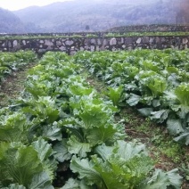 好白菜大量上市，量大品质好。需要走量老板。