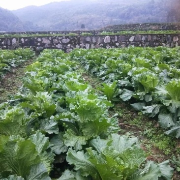 好白菜大量上市，量大品质好。需要走量老板联系。