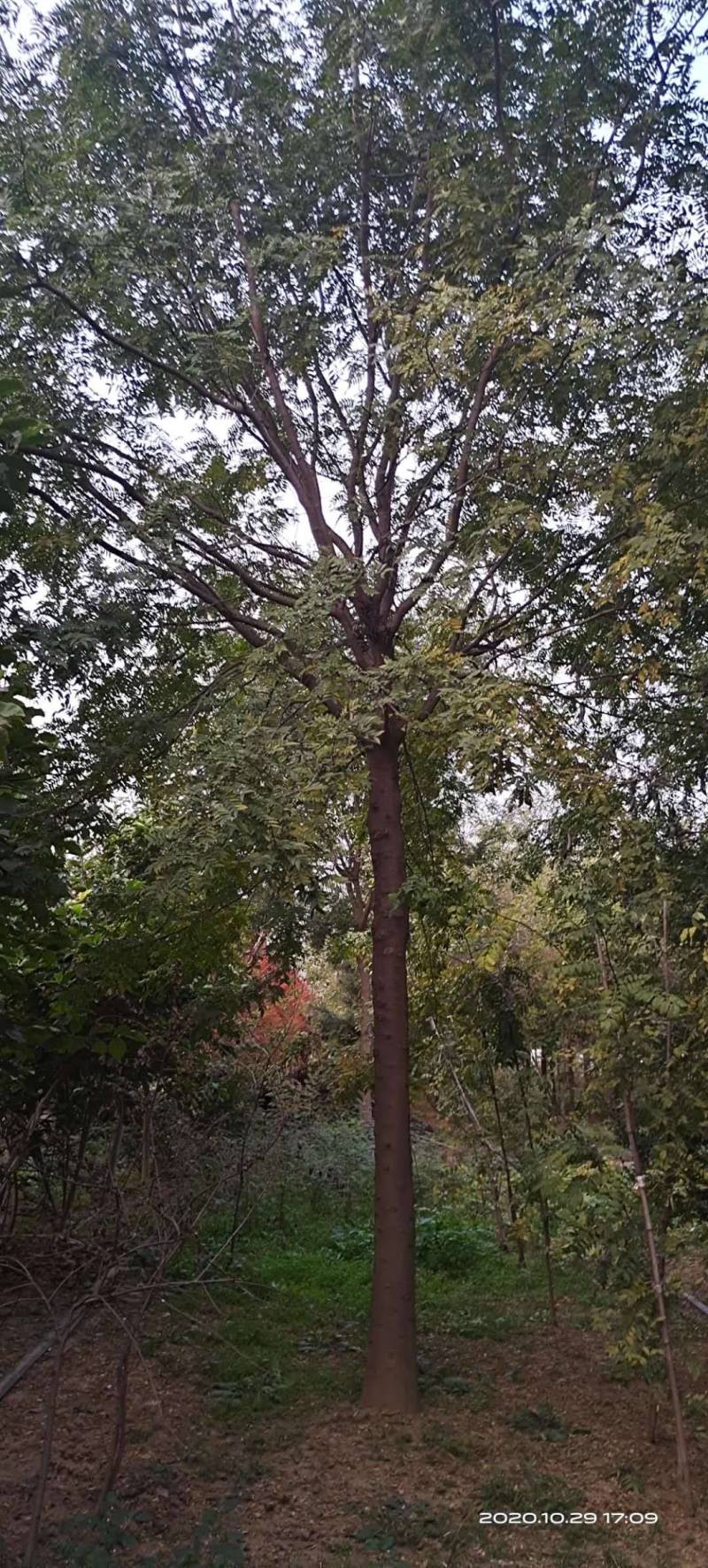 低价出售自家苗圃皂角树