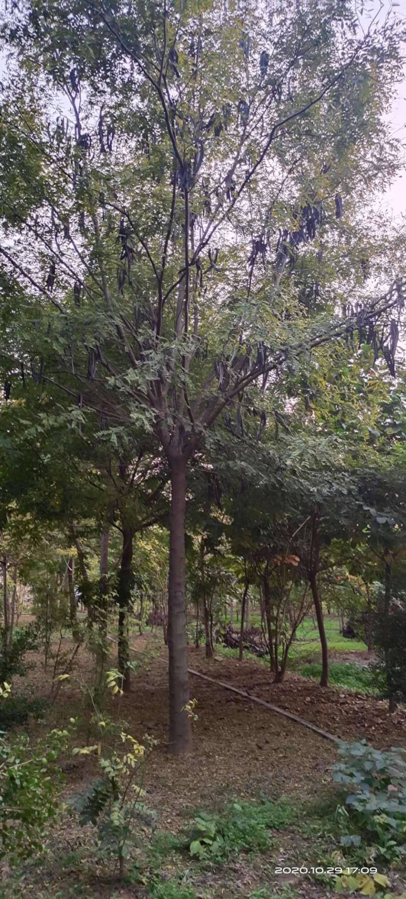 低价出售自家苗圃皂角树