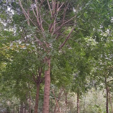 低价出售自家苗圃皂角树