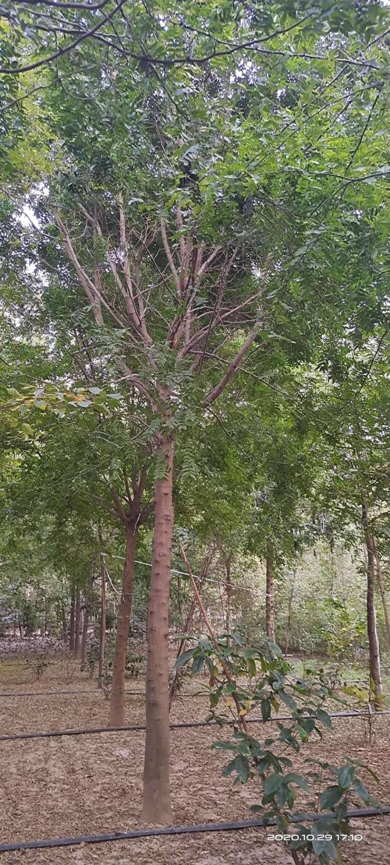 低价出售自家苗圃皂角树
