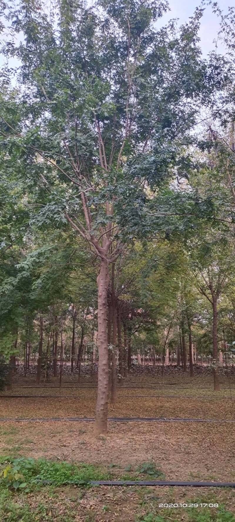 低价出售自家苗圃皂角树