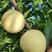 优质金妃黄桃苗，六月初成熟，早熟，糖度高，保证品种质量