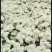 邯郸市祁白菊，北京菊菊花鲜花上市，基地供应