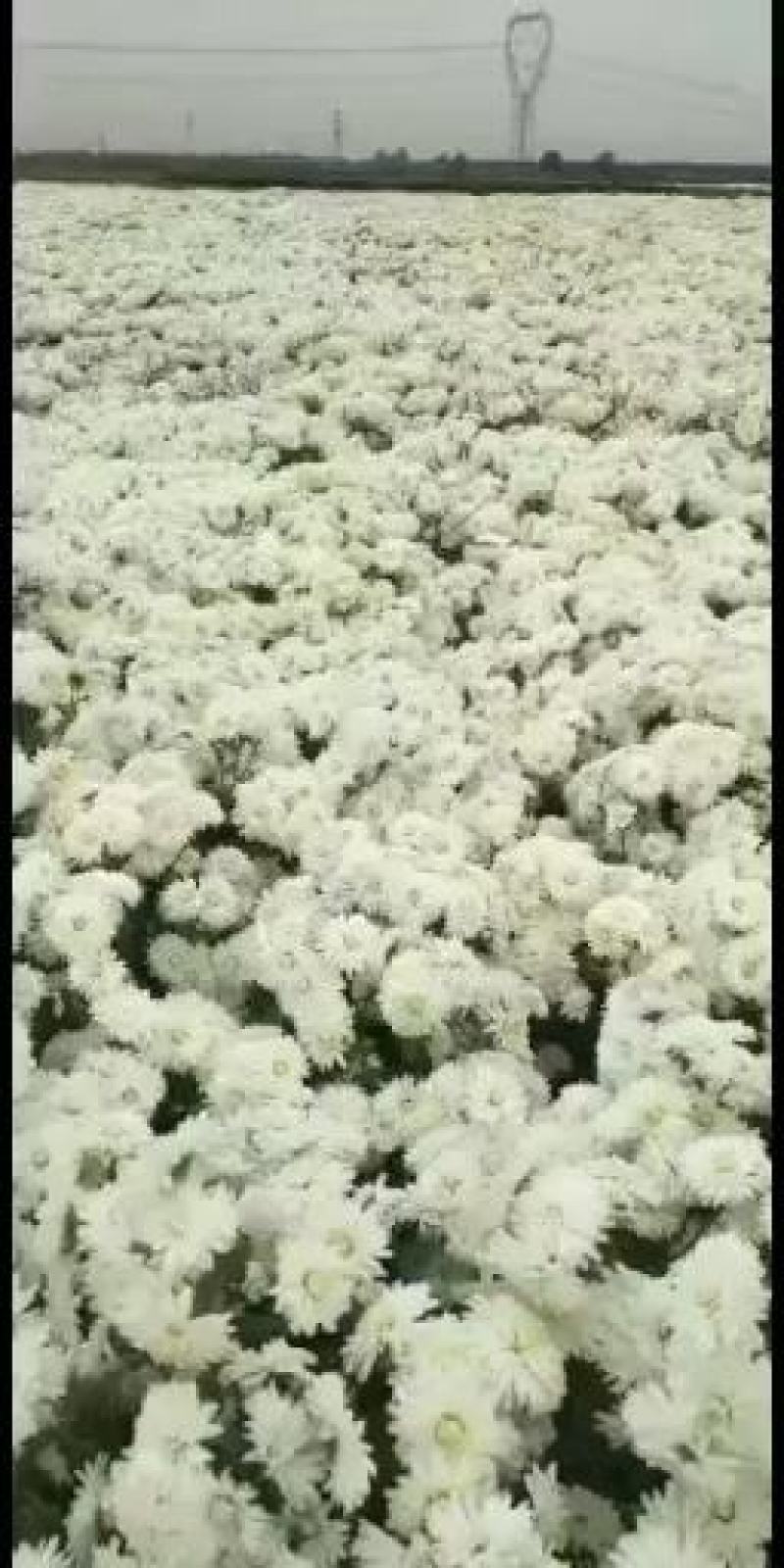 邯郸市祁白菊，北京菊菊花鲜花上市，基地供应