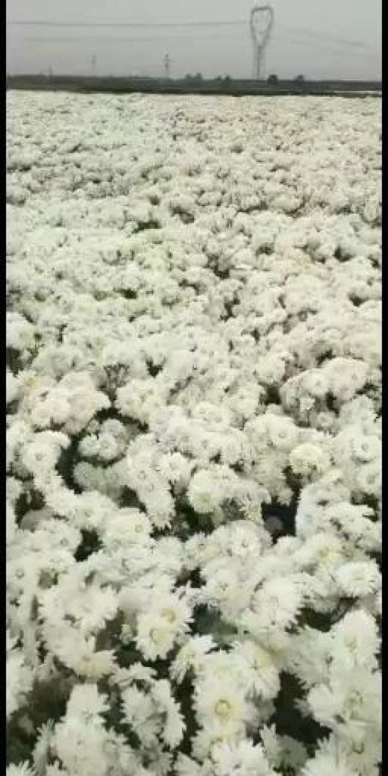 邯郸市祁白菊，北京菊菊花鲜花上市，基地供应