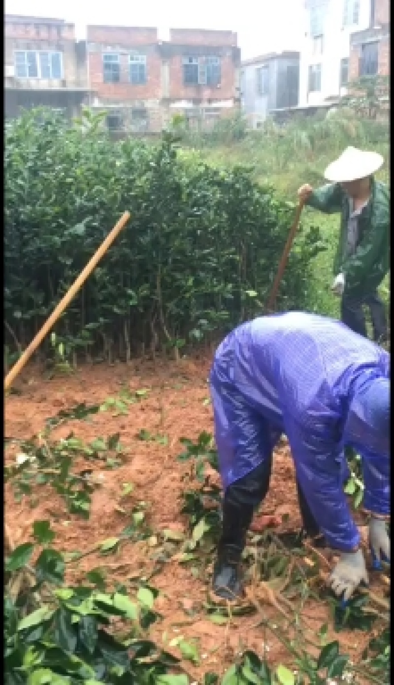 产地直发爆汁葡萄柚苗.甜葡萄柚苗.品质纯正葡萄柚可签合同