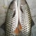 军鱼苗苗，青竹鲩鱼苗，康坚鱼苗，货源充足，场地直供，
