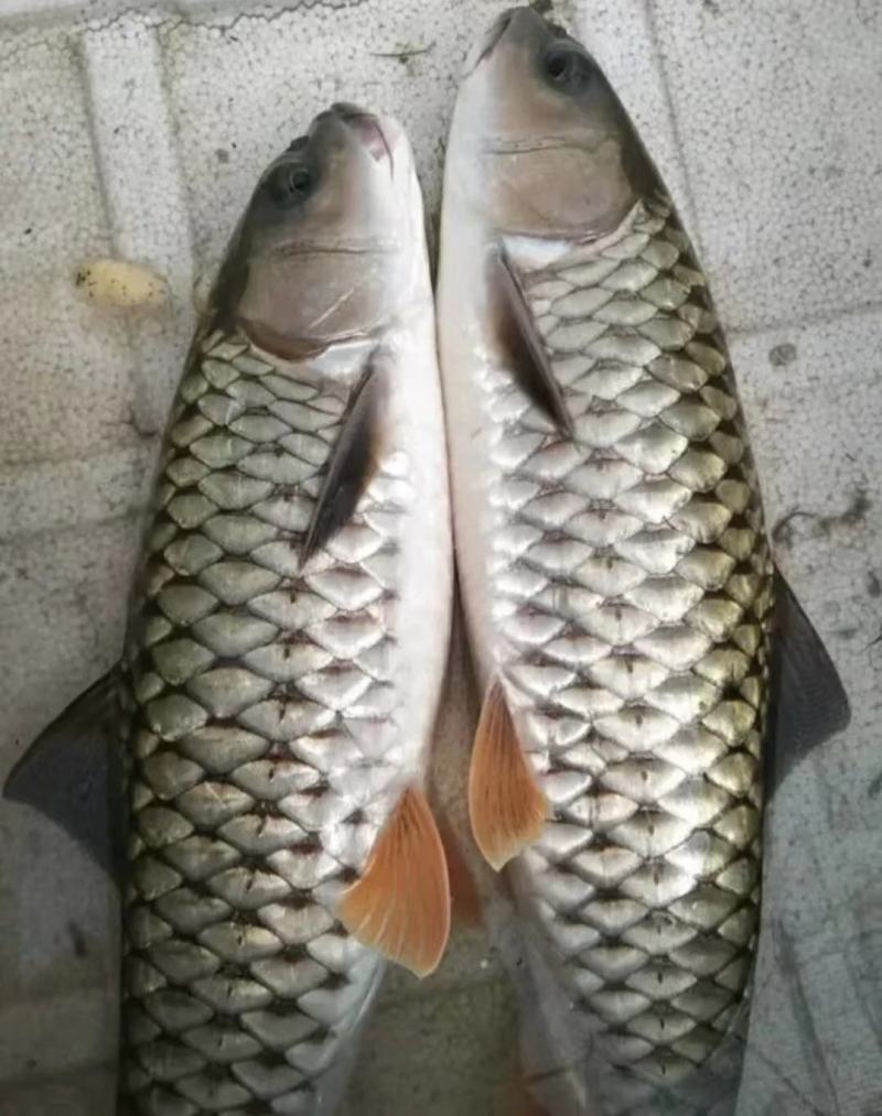 军鱼苗苗，青竹鲩鱼苗，康坚鱼苗，货源充足，场地直供，