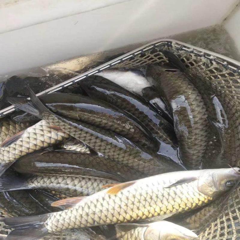 军鱼苗苗，青竹鲩鱼苗，康坚鱼苗，货源充足，场地直供，