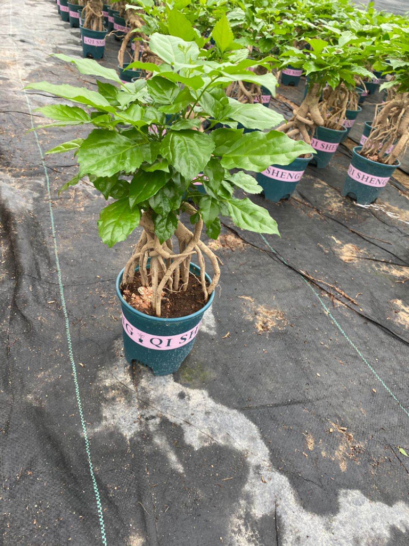 幸福树提根盆景加仑盆带盆整箱批发优选发货