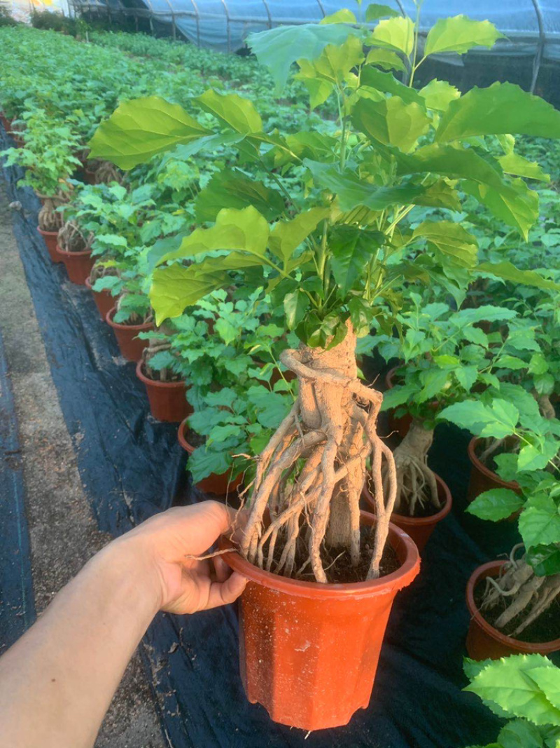 幸福树提根盆景加仑盆带盆整箱批发优选发货