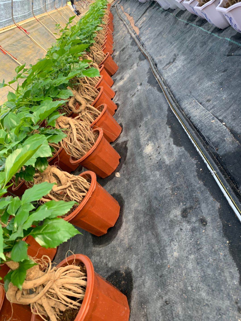 幸福树提根盆景加仑盆带盆整箱批发优选发货