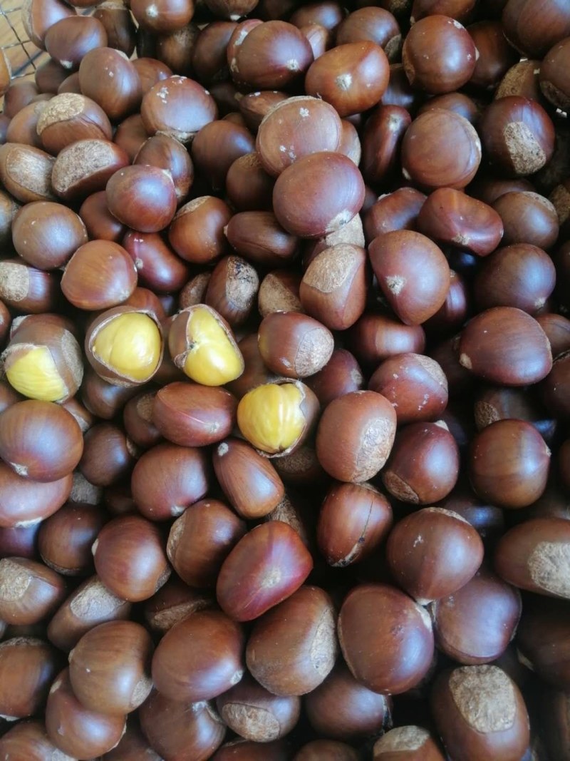 糖炒栗子用板栗生新鲜山东河北油栗软糯香甜质量保证一件代发