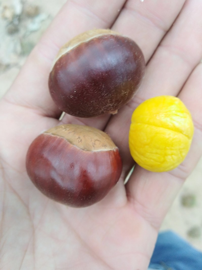 糖炒栗子用板栗生新鲜山东河北油栗软糯香甜质量保证一件代发