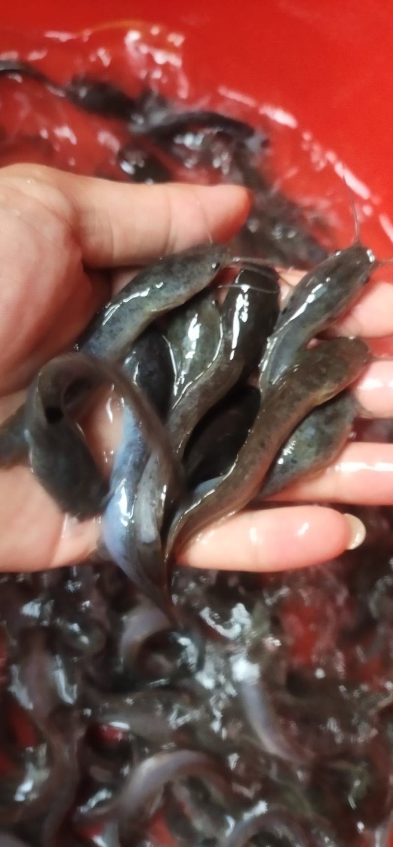埃及鱼苗，杂交埃及鱼苗，六须鲶鱼苗，货源充足，渔场直销
