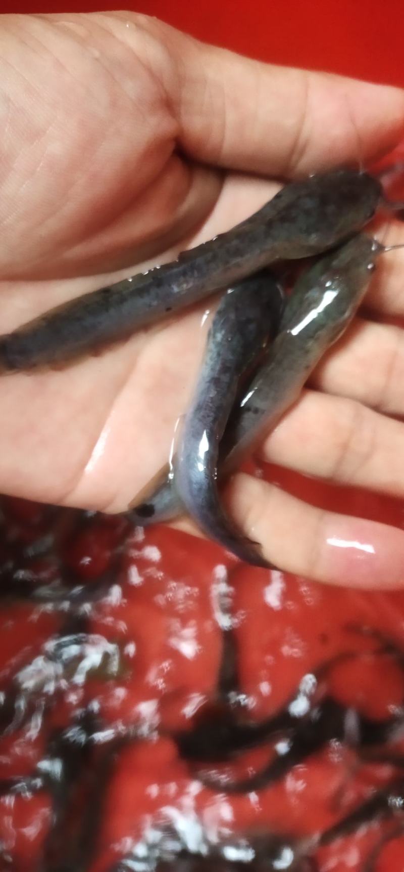 埃及鱼苗，杂交埃及鱼苗，六须鲶鱼苗，货源充足，渔场直销