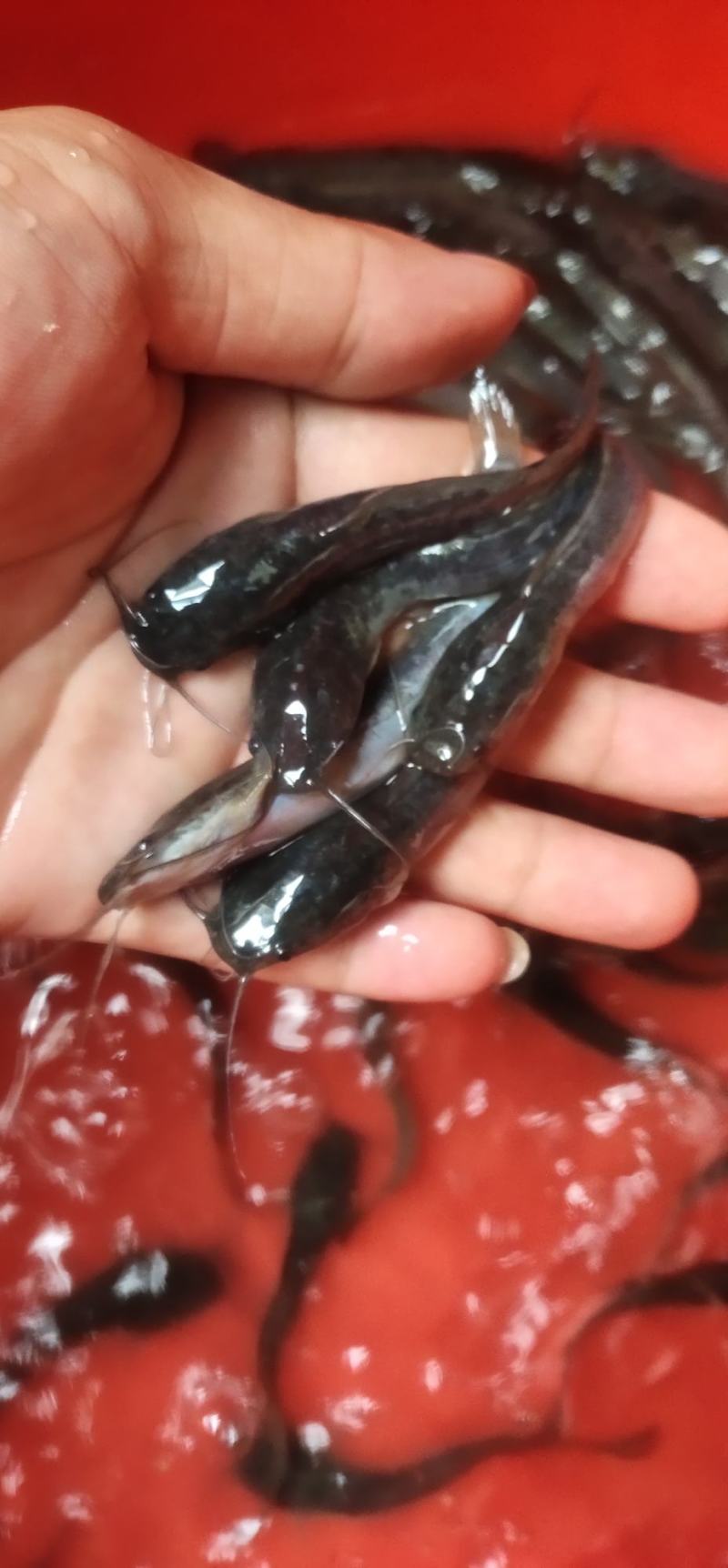 埃及鱼苗，杂交埃及鱼苗，六须鲶鱼苗，货源充足，渔场直销