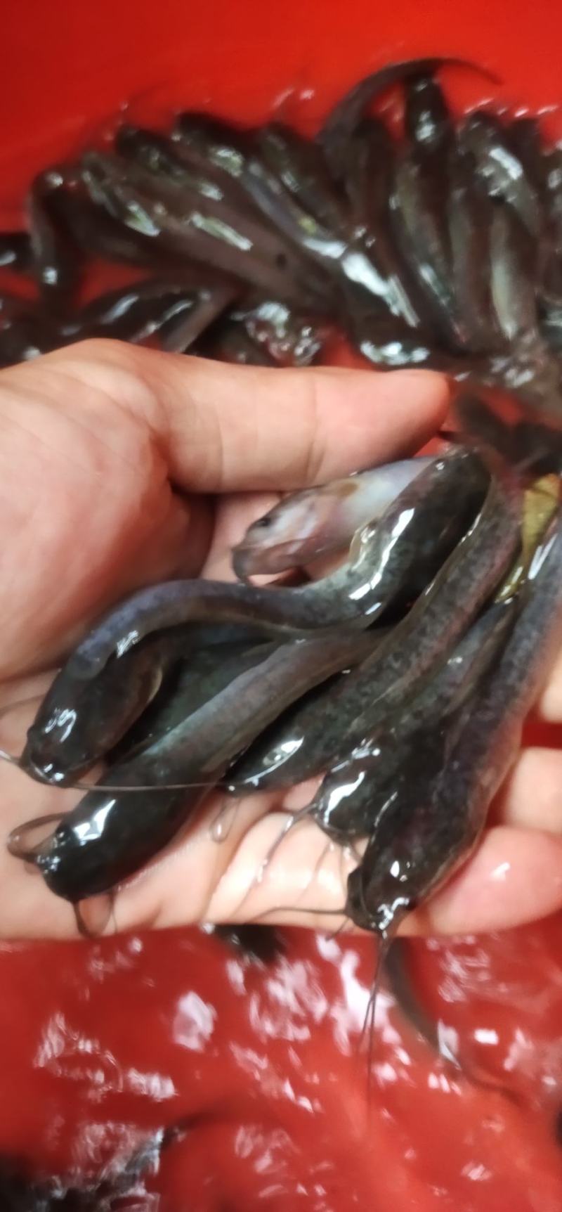 埃及鱼苗，杂交埃及鱼苗，六须鲶鱼苗，货源充足，渔场直销