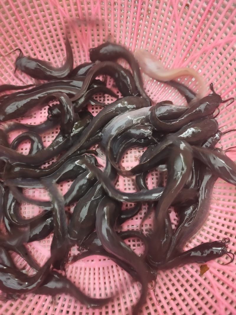 埃及鱼苗，杂交埃及鱼苗，六须鲶鱼苗，货源充足，渔场直销