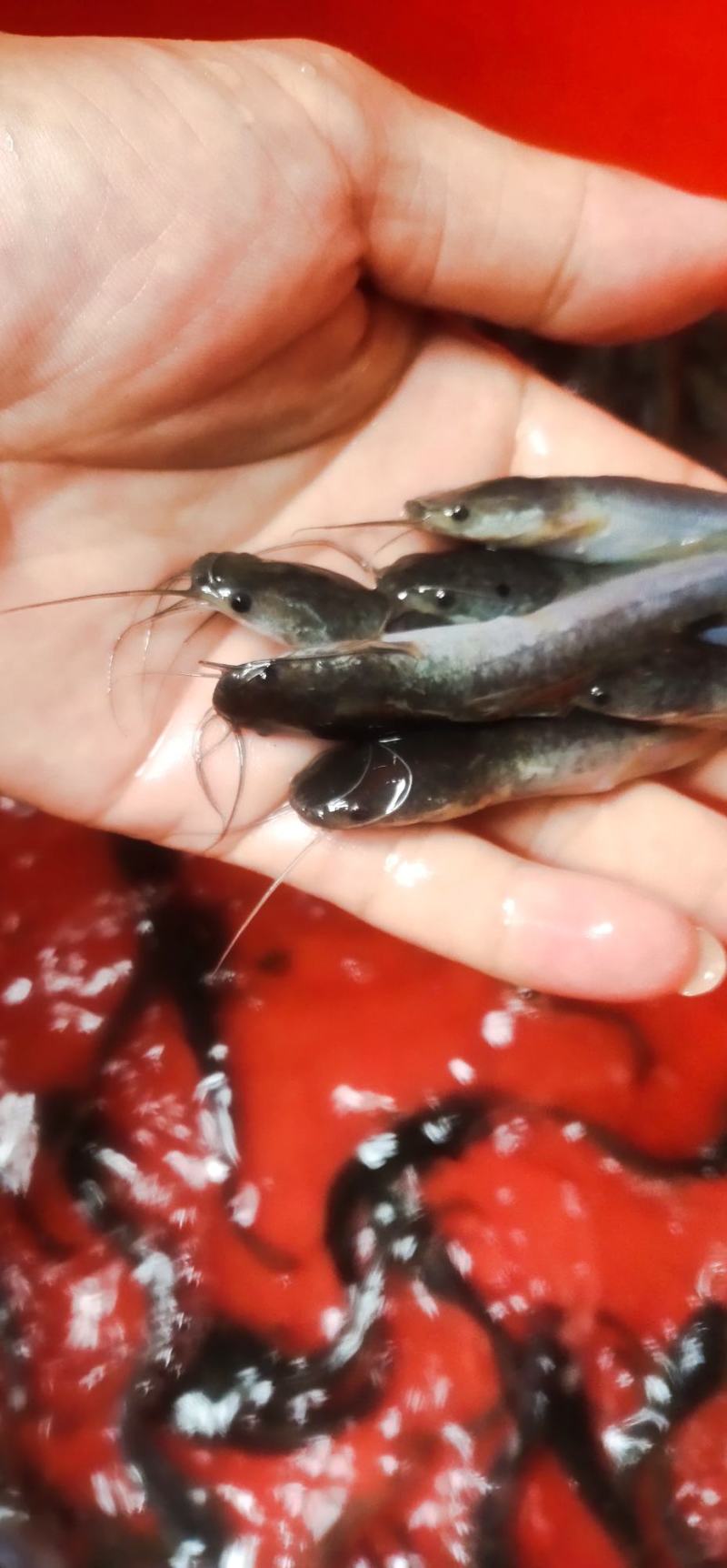 埃及鱼苗，杂交埃及鱼苗，六须鲶鱼苗，货源充足，渔场直销