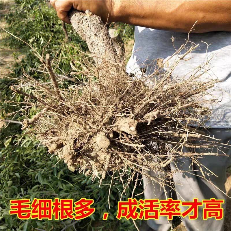 【保真苗】阳丰柿子苗地栽四季种植果树嫁接特大当年结果
