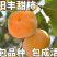 【保真苗】阳丰柿子苗地栽四季种植果树嫁接特大当年结果