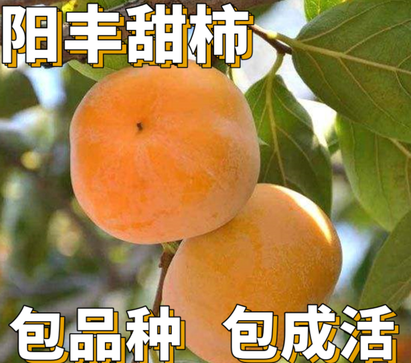 【保真苗】阳丰柿子苗地栽四季种植果树嫁接特大当年结果