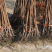 【保真苗】阳丰柿子苗地栽四季种植果树嫁接特大当年结果