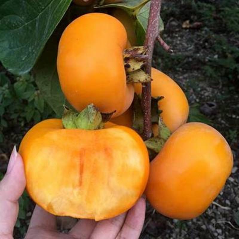 【保真苗】甜心柿子苗地栽四季种植果树嫁接特大当年结果