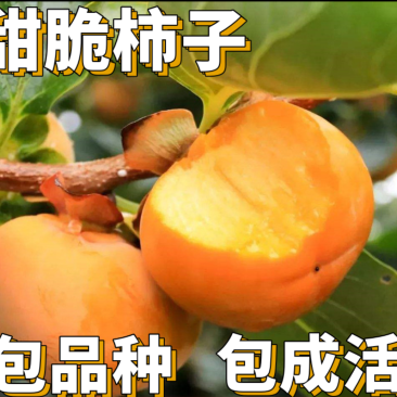 【保真苗】甜心柿子苗地栽四季种植果树嫁接特大当年结果