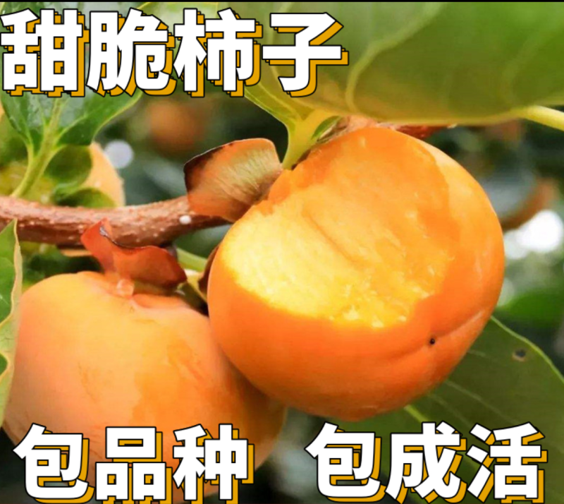 【保真苗】甜心柿子苗地栽四季种植果树嫁接特大当年结果