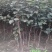【保真苗】方柿四周柿子苗地栽四季种植果树嫁接特大当年结果