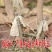 【保真苗】方柿四周柿子苗地栽四季种植果树嫁接特大当年结果