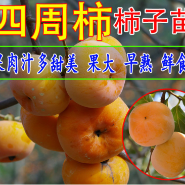 【保真苗】方柿四周柿子苗地栽四季种植果树嫁接特大当年结果