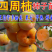 【保真苗】方柿四周柿子苗地栽四季种植果树嫁接特大当年结果