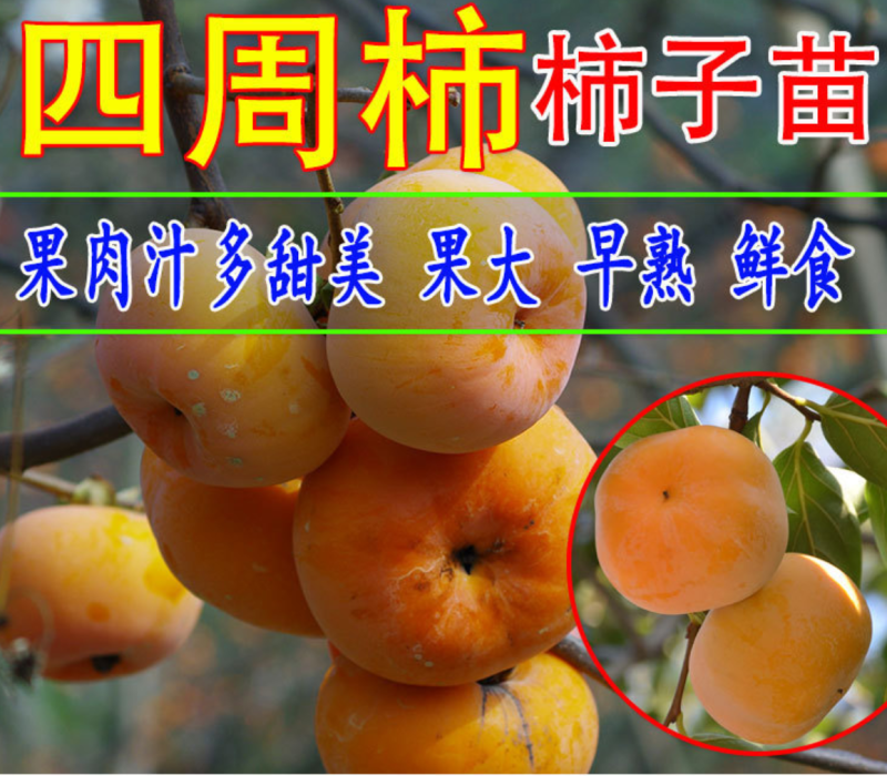 【保真苗】方柿四周柿子苗地栽四季种植果树嫁接特大当年结果