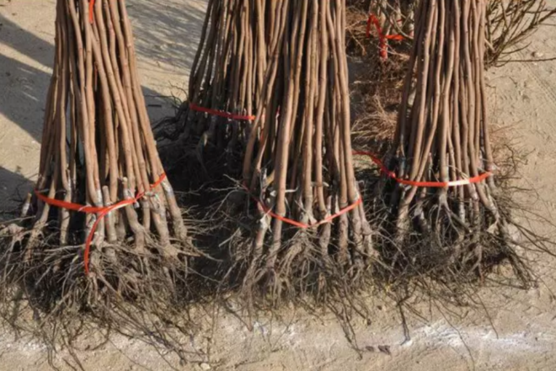 【保真苗】方柿四周柿子苗地栽四季种植果树嫁接特大当年结果