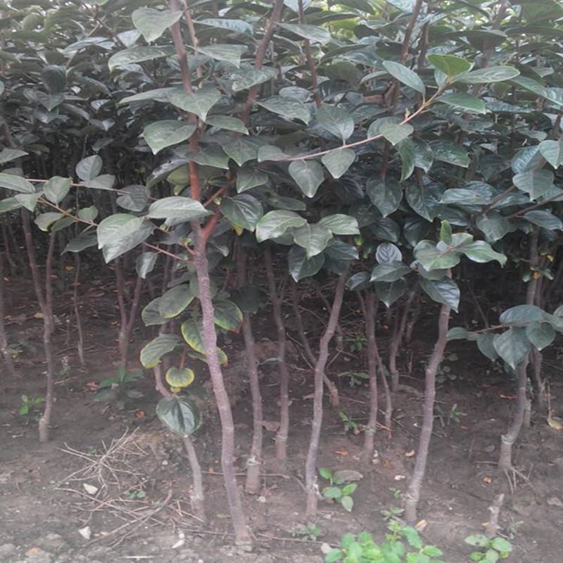 【保真苗】无核柿子苗地栽四季种植果树嫁接特大当年结果