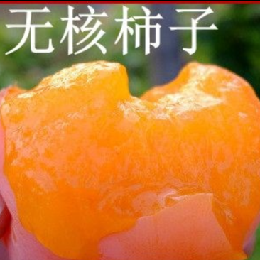 【保真苗】无核柿子苗地栽四季种植果树嫁接特大当年结果