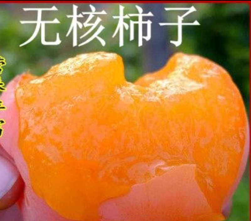 【保真苗】无核柿子苗地栽四季种植果树嫁接特大当年结果