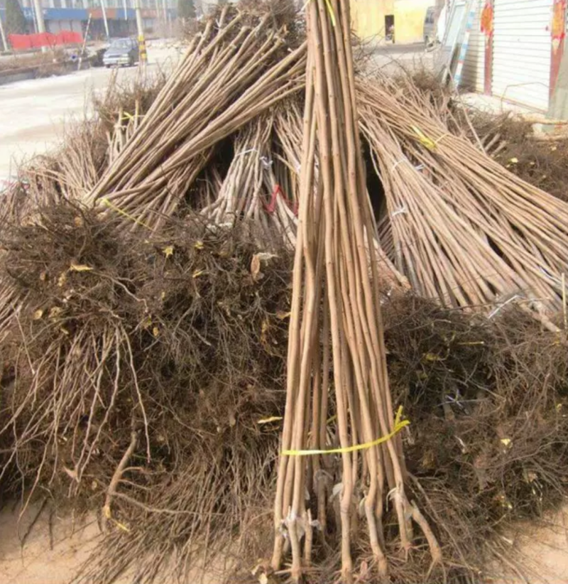 【保真苗】无核柿子苗地栽四季种植果树嫁接特大当年结果