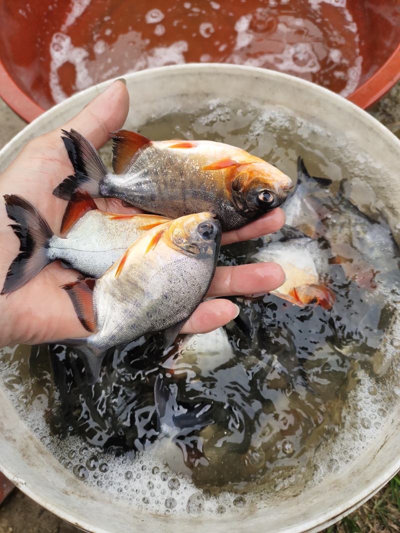 鲳鱼苗，白鲳鱼苗，货源充足，长年出售大小规格苗，场地直销
